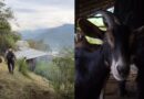 Girardota promueve la crianza de caprinos como alternativa productiva para el campo