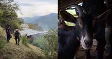 Girardota promueve la crianza de caprinos como alternativa productiva para el campo