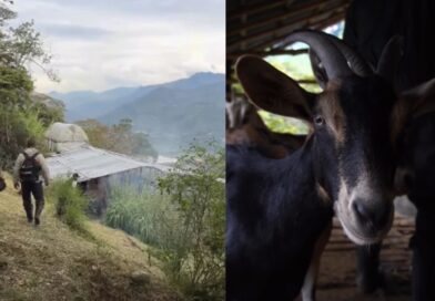 Girardota promueve la crianza de caprinos como alternativa productiva para el campo