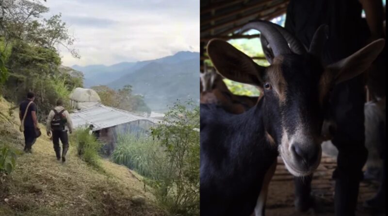 Girardota promueve la crianza de caprinos como alternativa productiva para el campo