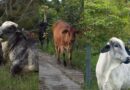 Asistencia técnica veterinaria fortalece la producción ganadera en Girardota