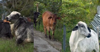 Asistencia técnica veterinaria fortalece la producción ganadera en Girardota