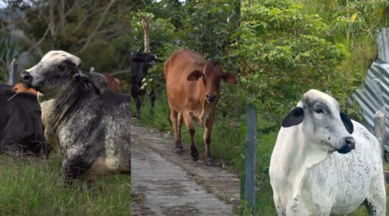 Asistencia técnica veterinaria fortalece la producción ganadera en Girardota