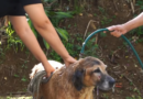 Alcaldía de Girardota promueve jornada de bienestar para animales de calle
