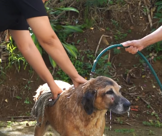 Alcaldía de Girardota promueve jornada de bienestar para animales de calle