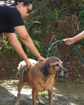 Alcaldía de Girardota promueve jornada de bienestar para animales de calle